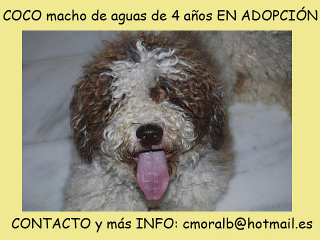 COCO Cádiz COCO Cádiz