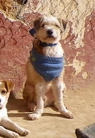 Pnchi modelo Pnchi modelo