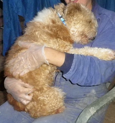 Panchi enamorao Panchi enamorao