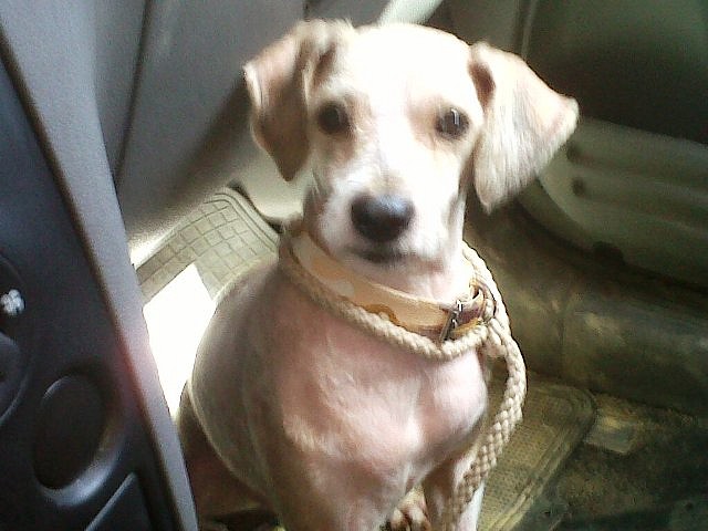 Panchito le gusta el coche Panchito le gusta el coche