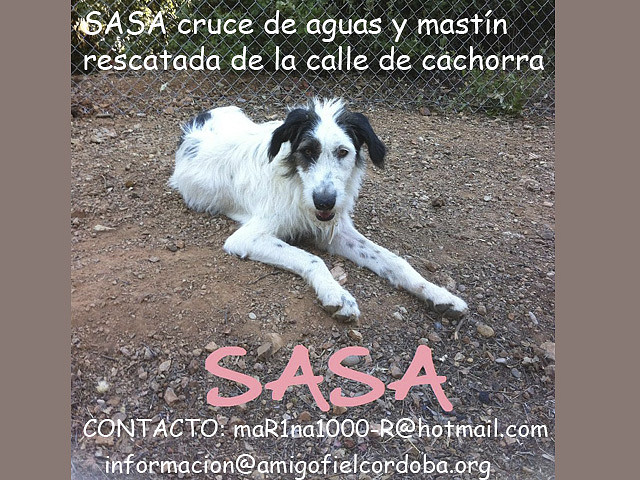 SASA Córdoba SASA Córdoba