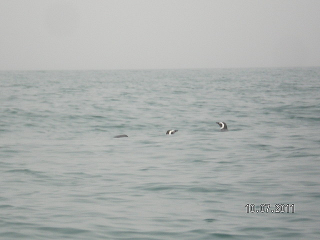 SANY1203 SANY1203