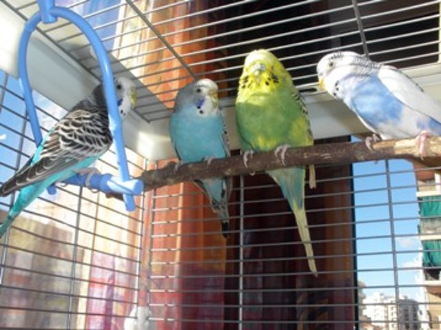 4 peris 4 peris