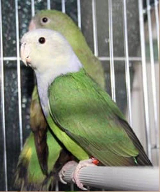 Agapornis cana Agapornis cana
