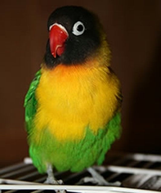 Agapornis personata Agapornis personata