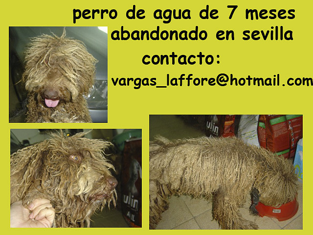 perro de aguas de 7 meses