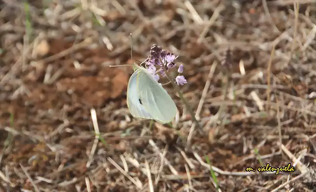 12, ltima mariposa, marca 2