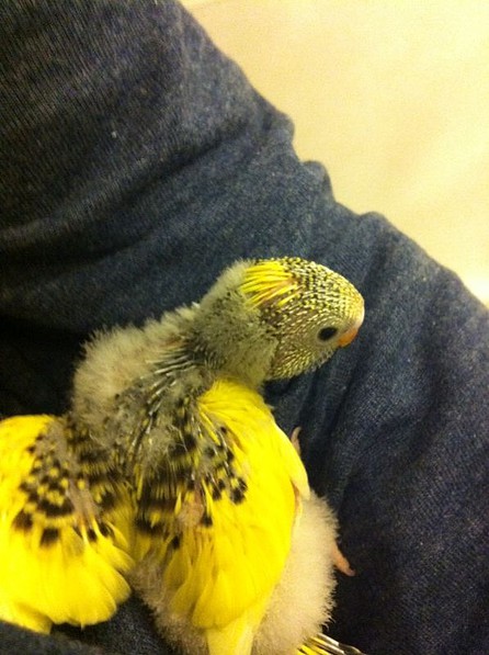 Pollo 3 (3) Pollo 3 (3)