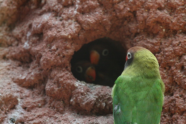 Zoo de Barcelona 04-07-2010 250 Zoo de Barcelona 04-07-2010 250