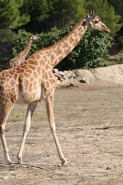 Zoo Lunaret + Sigean 18 i 19-09-10 1399 Zoo Lunaret + Sigean 18 i 19-09-10 1399