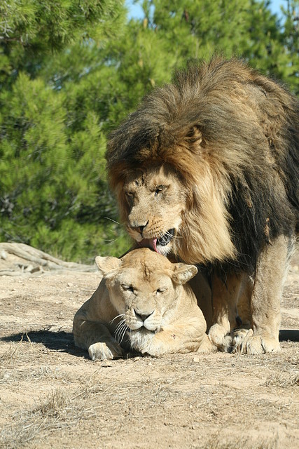 Zoo Lunaret + Sigean 18 i 19-09-10 1613 Zoo Lunaret + Sigean 18 i 19-09-10 1613