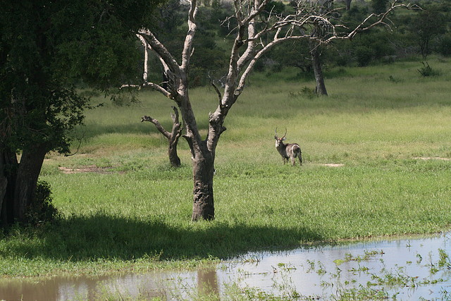 Johannesburg Kruger març 2009 823 Johannesburg Kruger març 2009 823