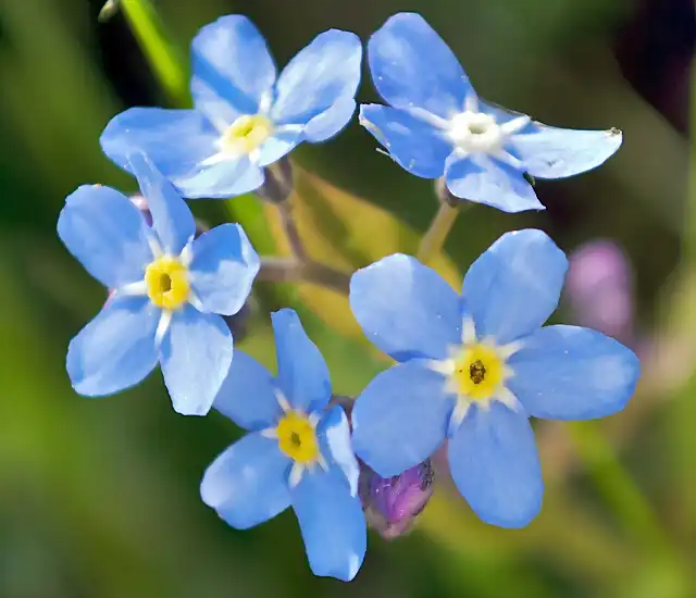 Florecitas azules 2008-05-04_at_18-26-44-forgetmenot-flower