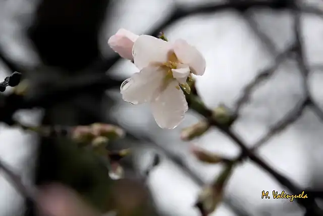 021, almendro, marca