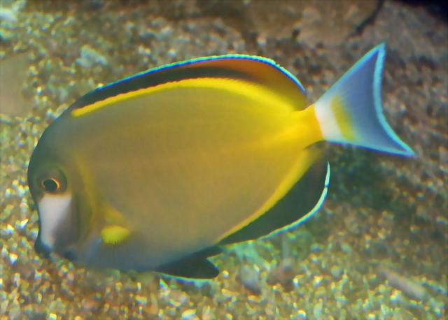 Acanthurus japonicus Acanthurus japonicus