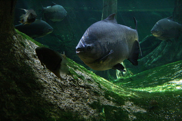 CosmoCaixa 06-03-11 i Zoo de Barcelona 07-03-11 108 CosmoCaixa 06-03-11 i Zoo de Barcelona 07-03-11 108
