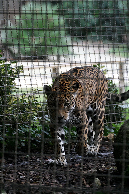 Zoo de Barcelona 01-01-2011 160 Zoo de Barcelona 01-01-2011 160
