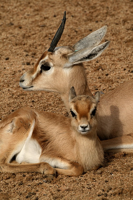 Zoo de Barcelona 01-01-2011 080 Zoo de Barcelona 01-01-2011 080