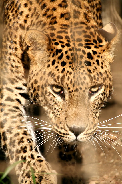 Zoo de Barcelona 01-01-2011 109 Zoo de Barcelona 01-01-2011 109
