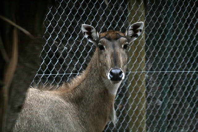 Zoo de Barcelona 01-01-2011 176 Zoo de Barcelona 01-01-2011 176