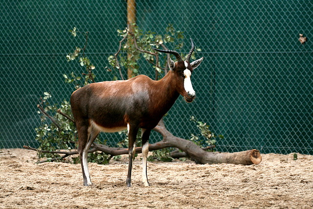 Zoo de Barcelona 01-01-2011 166 Zoo de Barcelona 01-01-2011 166