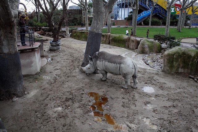Zoo de Barcelona 01-01-2011 288 Zoo de Barcelona 01-01-2011 288