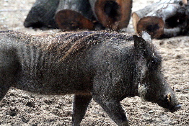 Zoo de Barcelona 01-01-2011 177 Zoo de Barcelona 01-01-2011 177