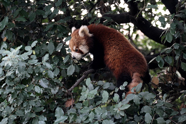 Zoo de Barcelona 01-01-2011 061 Zoo de Barcelona 01-01-2011 061