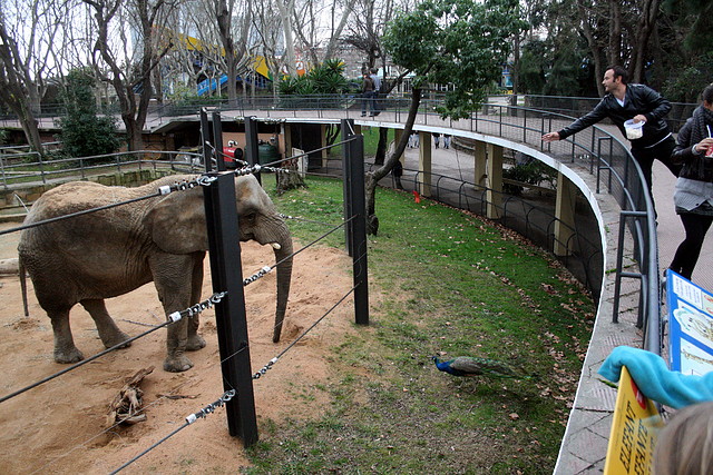 Zoo de Barcelona 01-01-2011 283 Zoo de Barcelona 01-01-2011 283