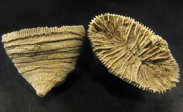 aulosmilia aulosmilia