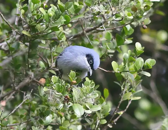 Polioptila machito