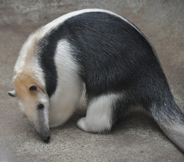 TAMANDUA