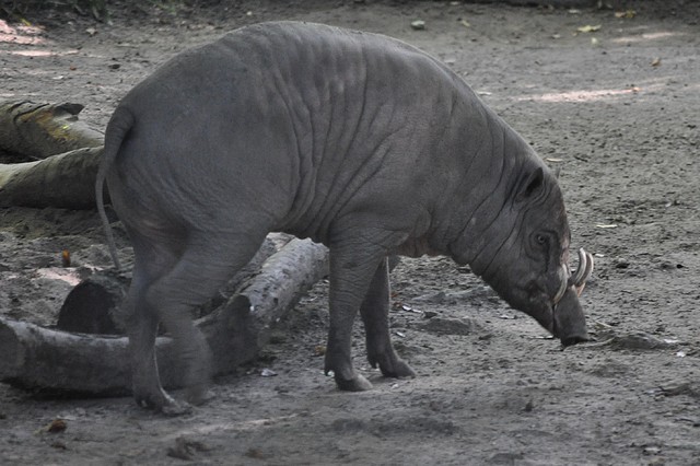 BABIRUSA 2