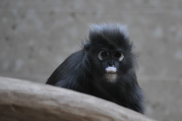 LANGUR DE ANTEOJOS