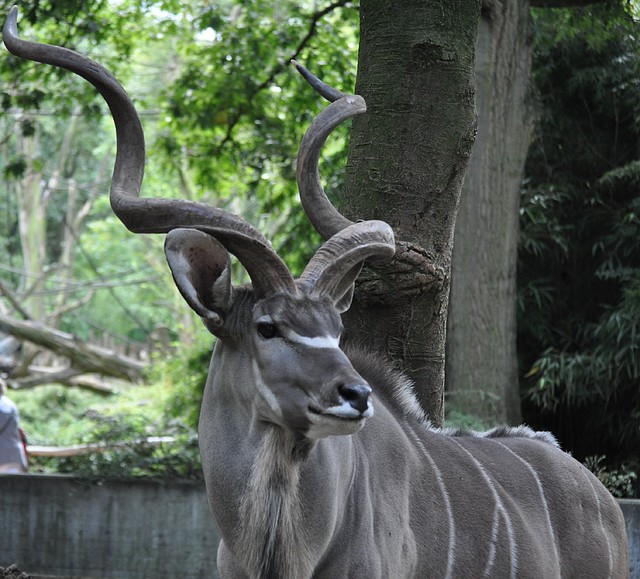 GRAN KUDU 3