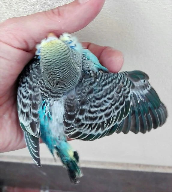 pollo2a pollo2a