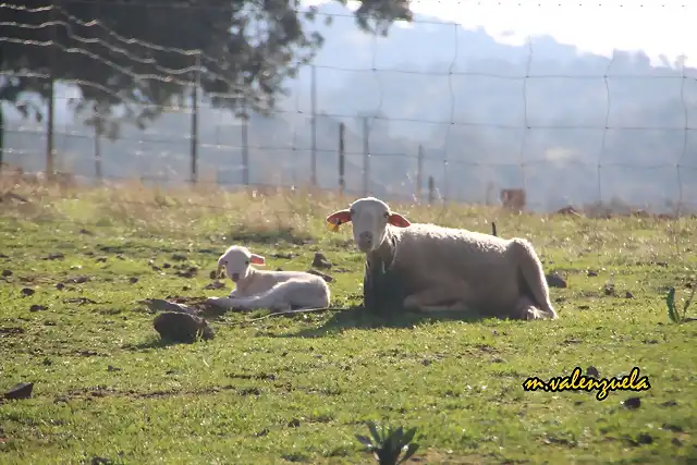 04, tomando el sol, marca