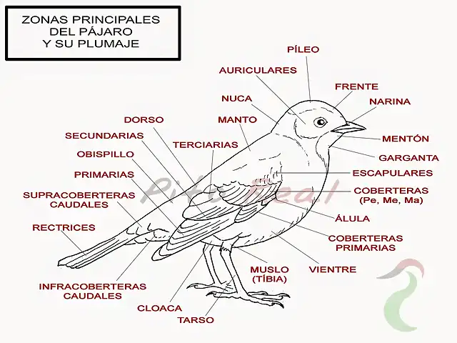 partes pajaro