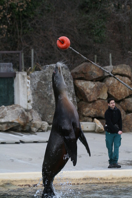 Zoo Lyon + Safari Peaugres febrer 2011 2131 Zoo Lyon + Safari Peaugres febrer 2011 2131