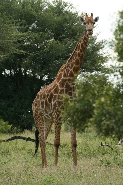 Johannesburg Kruger març 2009 678 Johannesburg Kruger març 2009 678