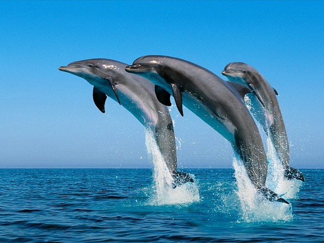 delfines