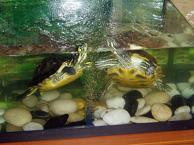 Las gordas en su acuario