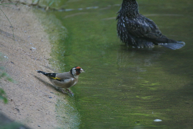 Zoo de Barcelona 30-09-2010 01 i 02-10-10 531 Zoo de Barcelona 30-09-2010 01 i 02-10-10 531