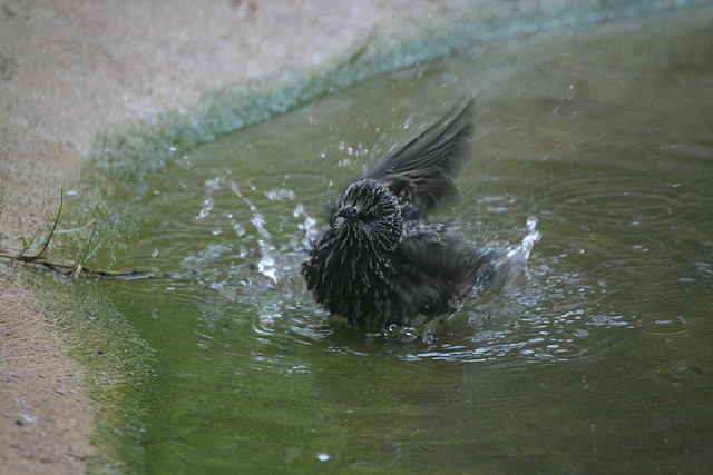 Zoo de Barcelona 30-09-2010 01 i 02-10-10 510 Zoo de Barcelona 30-09-2010 01 i 02-10-10 510