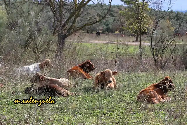 18, becerros al sol, marca