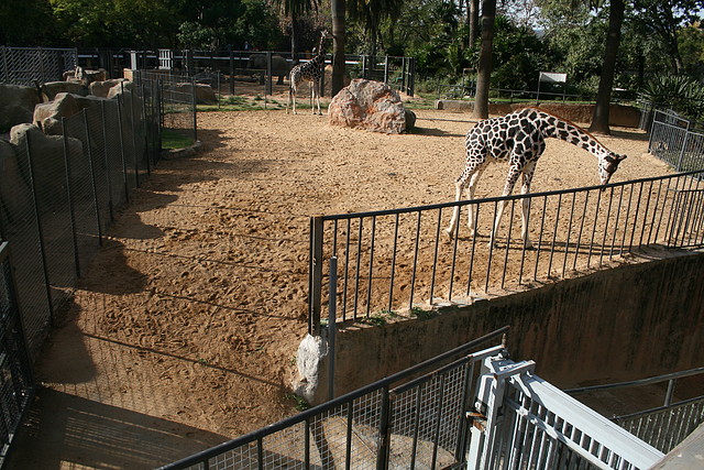 Zoo de Barcelona 27-11-2010 077 Zoo de Barcelona 27-11-2010 077