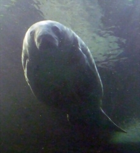 Trichechus manatus 2 (22-7-17 Faunia) Trichechus manatus 2 (22-7-17 Faunia)