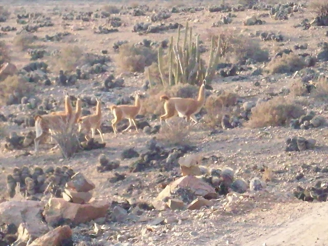 Pan de Azucar, Taltal, Paposo y otros 116