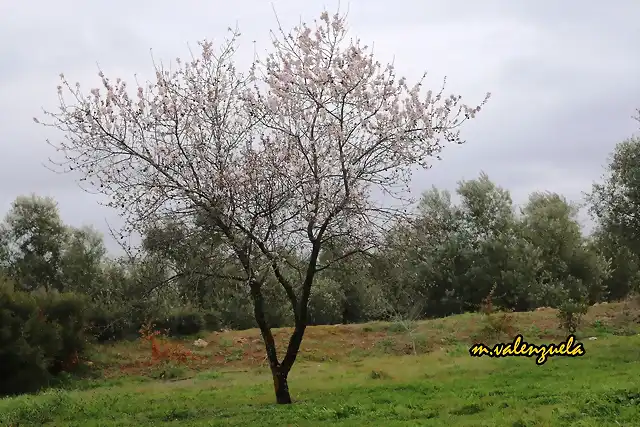 10, almendro, marca