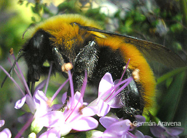 Bombus dahlbomii